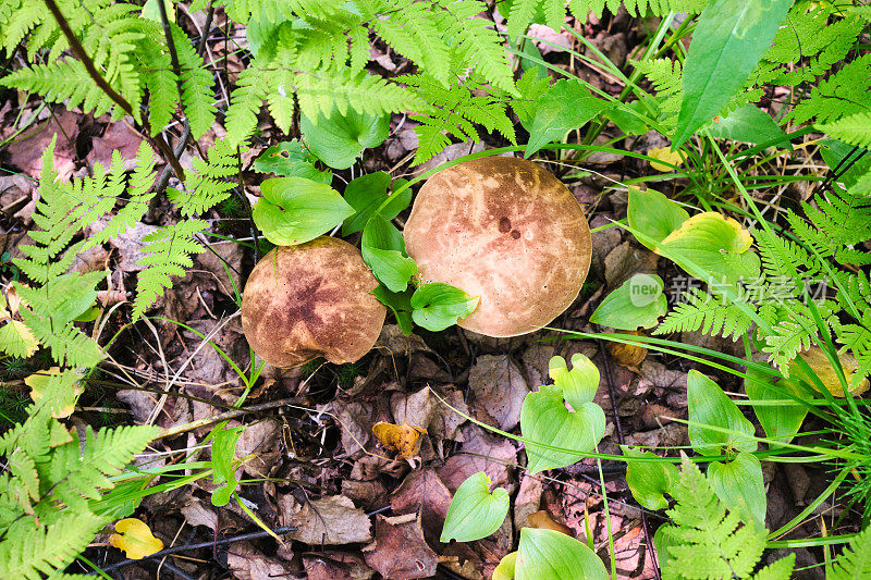 蘑菇 Leccinum scabrum